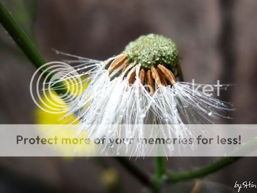 一点红与疑似蒲公英.╮(╯▽╰)╭