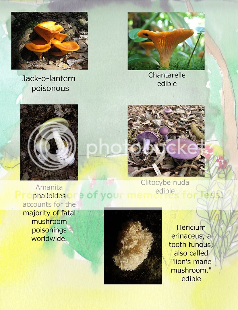 photo mushroom.jpg